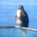 hawk1