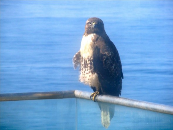 hawk1