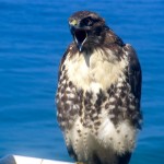 hawk10