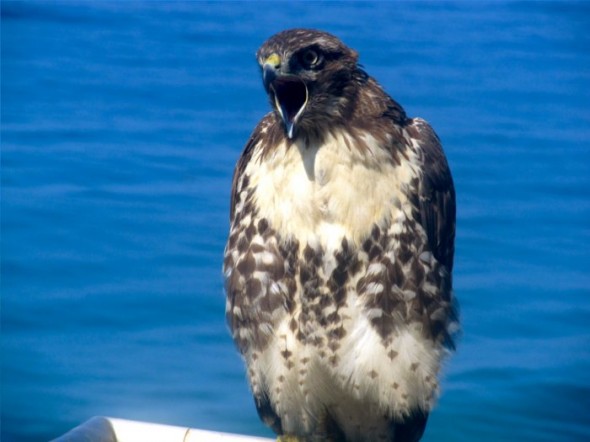 hawk10