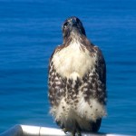 hawk11