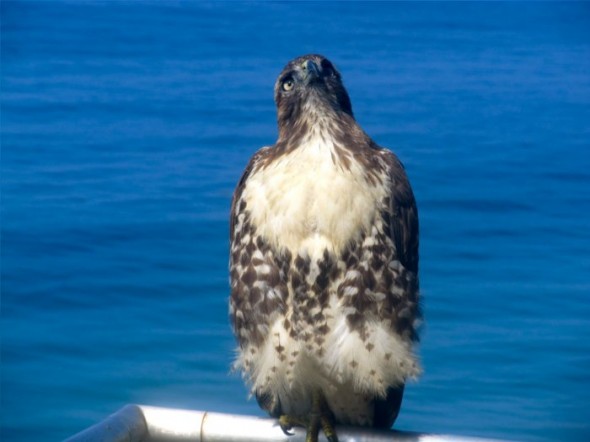 hawk11