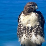 hawk12