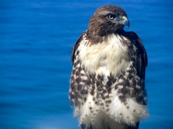 hawk12