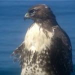 hawk2