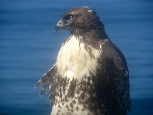 hawk2