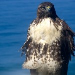 hawk3