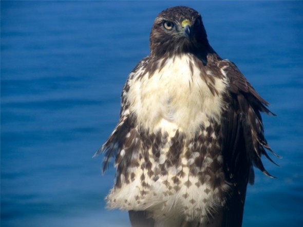 hawk3