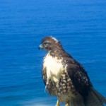 hawk4