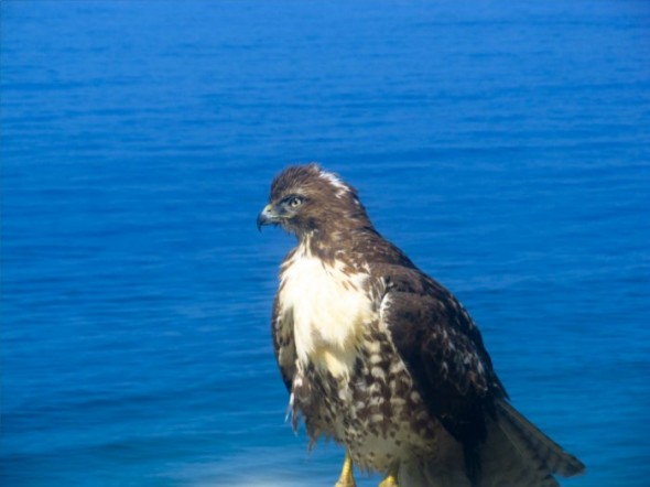 hawk4