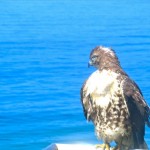 hawk5