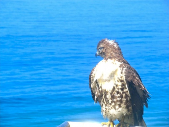 hawk5