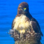 hawk6