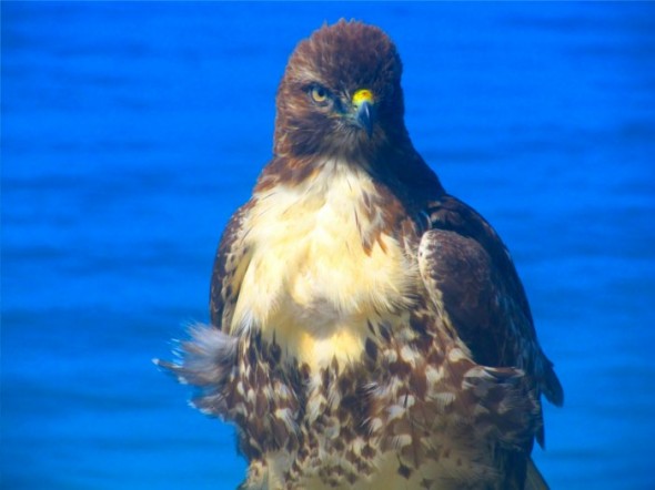 hawk6