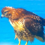 hawk7