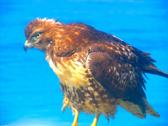 hawk7