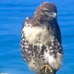 hawk9
