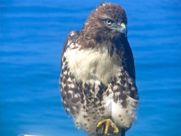 hawk9